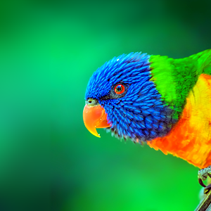 The imperative for international standards to achieve global biodiversity targets